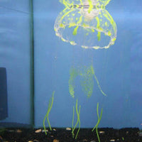 Glow in the Dark Jellyfish Ornament