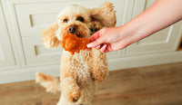 Nobblys - Hippo Dog Chew - Pumpkin