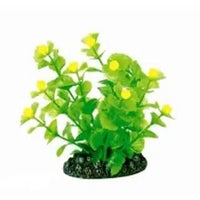 Betta Choice - Small Bacopa Aquarium Plant - 8cm