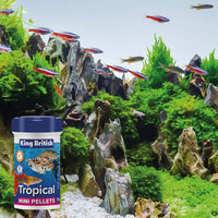 King British - Tropical Mini Pellets - 55g