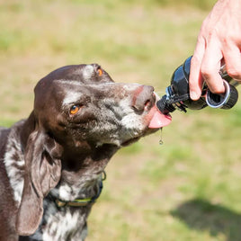 Lick n Flow - Pet Water Bottle Black - 250ml