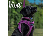 Ancol - Viva Nylon Adjustable Collar - Purple - Medium (30-50cm)