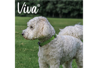 Ancol - Viva Nylon Adjustable Collar - Blue - Small (20-30cm)