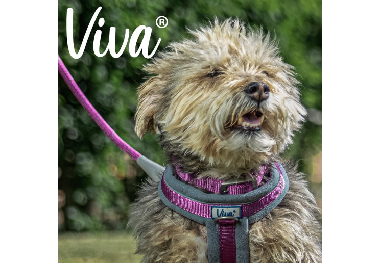 Viva - Padded Buckle Dog Collar - Raspberry