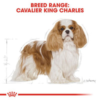 Royal Canin - Cavalier King Charles Adult Dry Food - 75kg