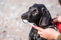 Mikki - Dual Toothbrush for Dogs