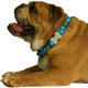 Red Dingo - Turquoise & White Star Dog Collar - X Small