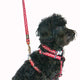 Red Dingo - Black/White Safari Lead - Small