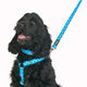 Red Dingo - Black/White Safari Lead - Small